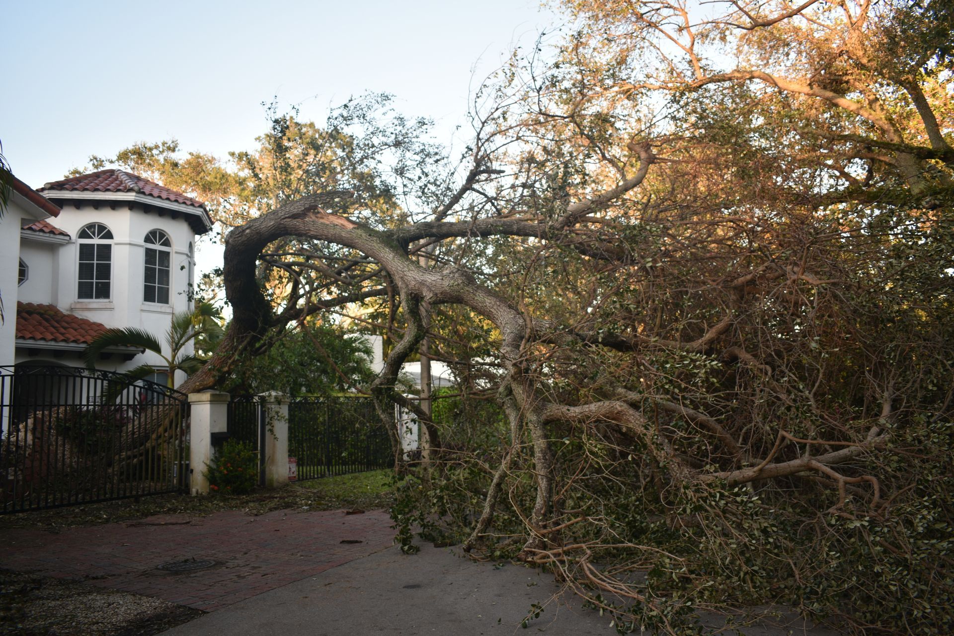 Hazardous tree leaning near a home in Orlando Florida