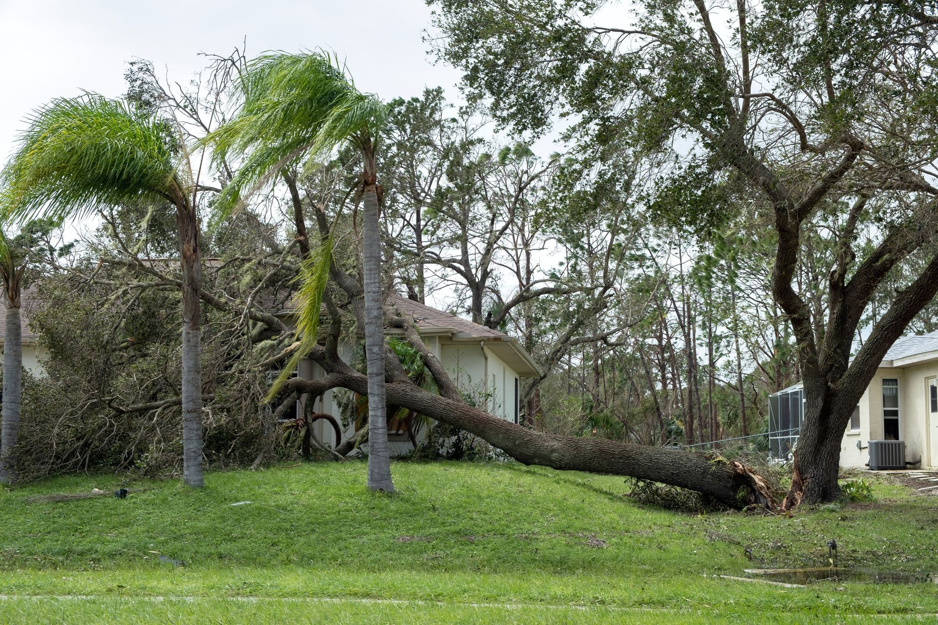 Storm damaged hazardous tree removal in Orlando Florida