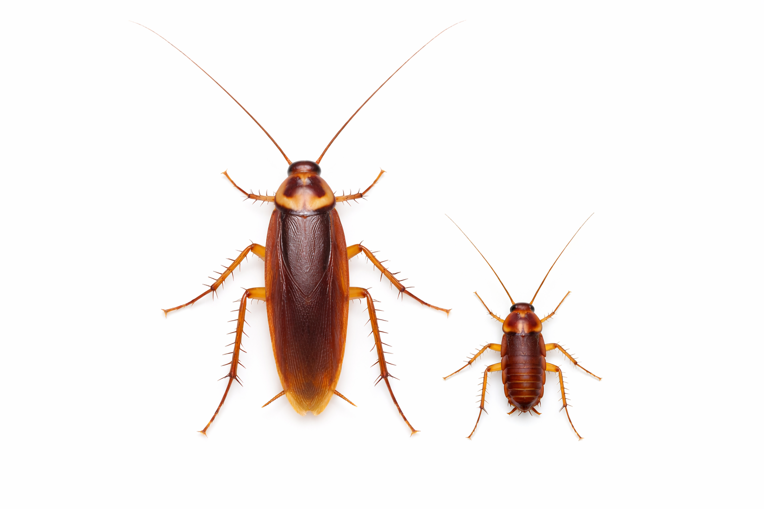 Two brown cockroaches on a white background, one large and one small.