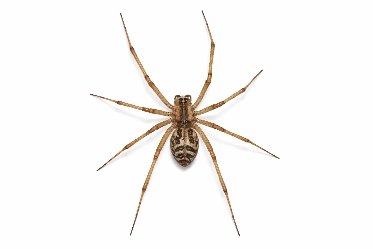 Brown spider with striped abdomen and long legs on white background.
