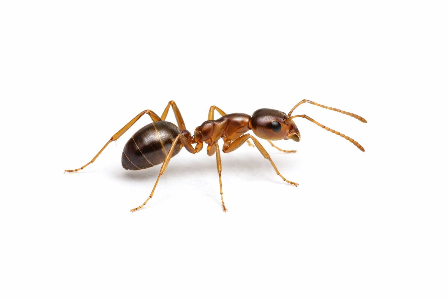Brown ant with a dark abdomen, six legs, and antennae, on a white background.