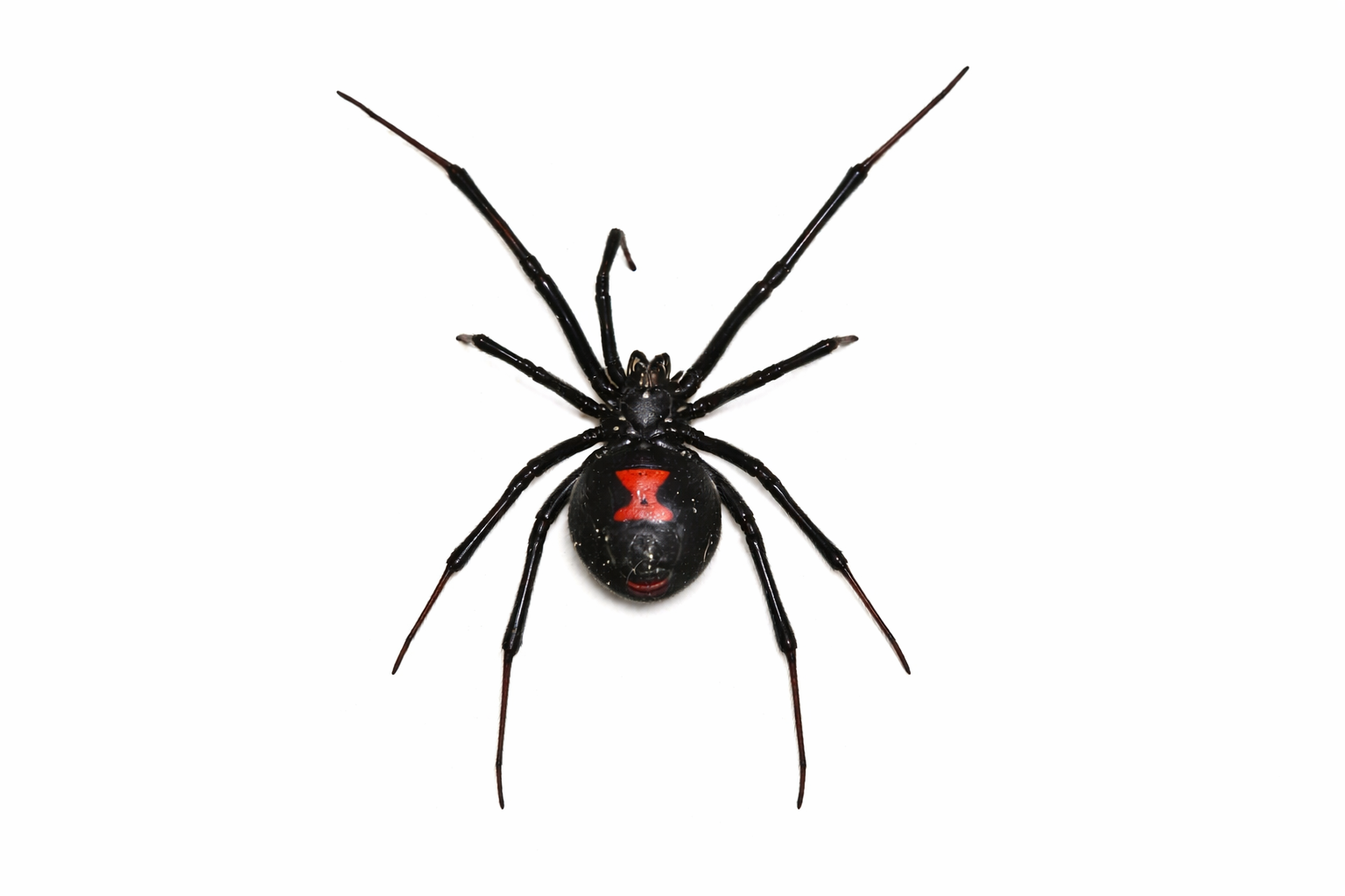 Black widow spider with black body, long legs, and red hourglass marking on the abdomen.