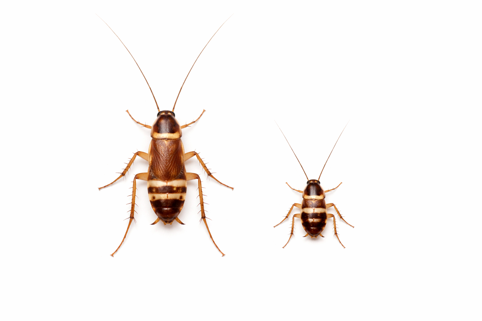 Two cockroaches, brown with light bands, on a white background. One is larger than the other.