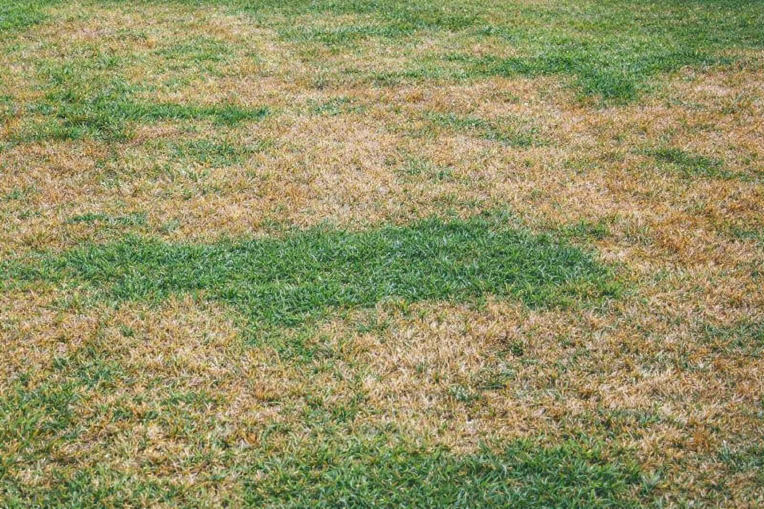 Green and brown patches of lawn, likely due to drought or uneven watering.