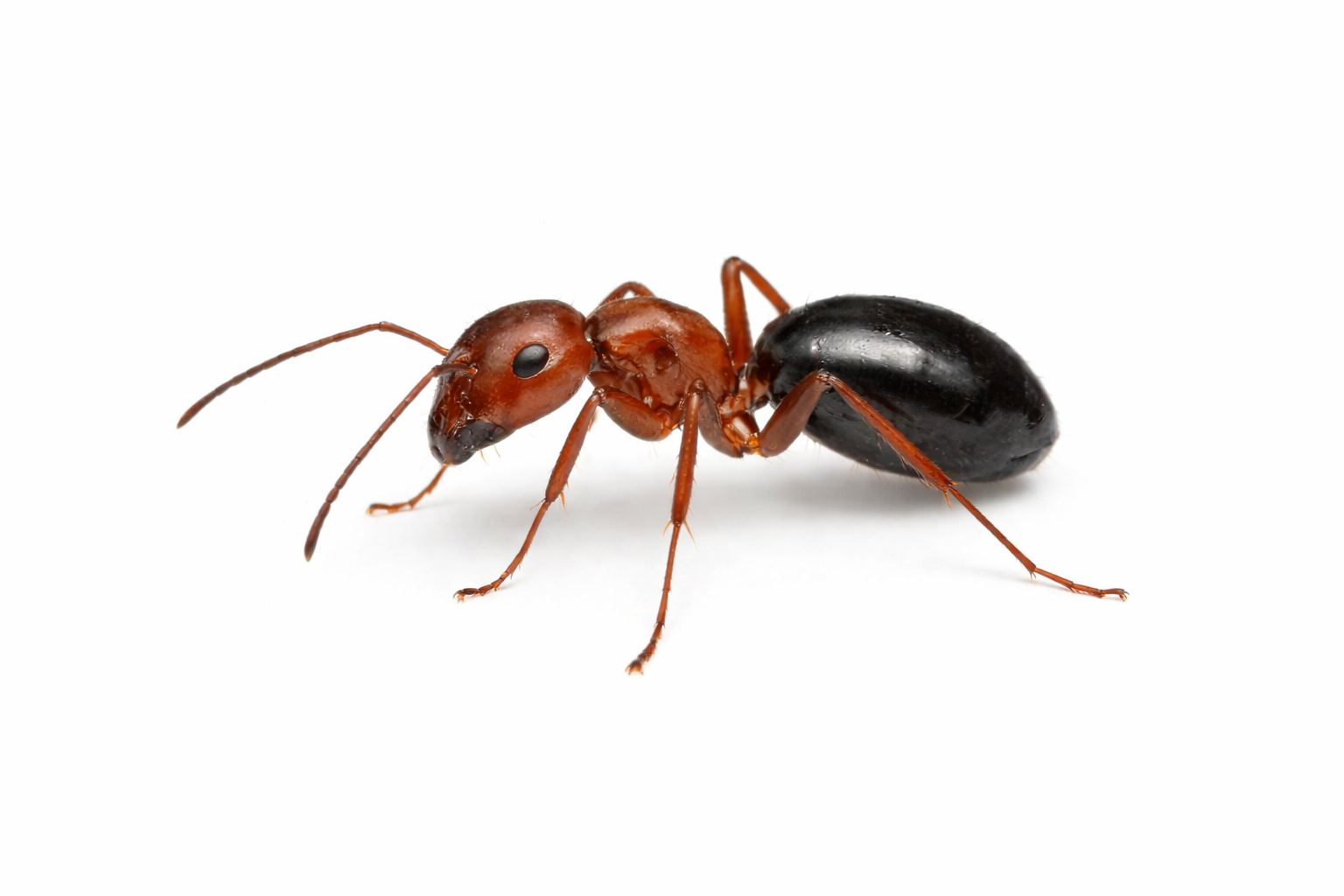 Brown and black ant on a white surface, antennae forward.