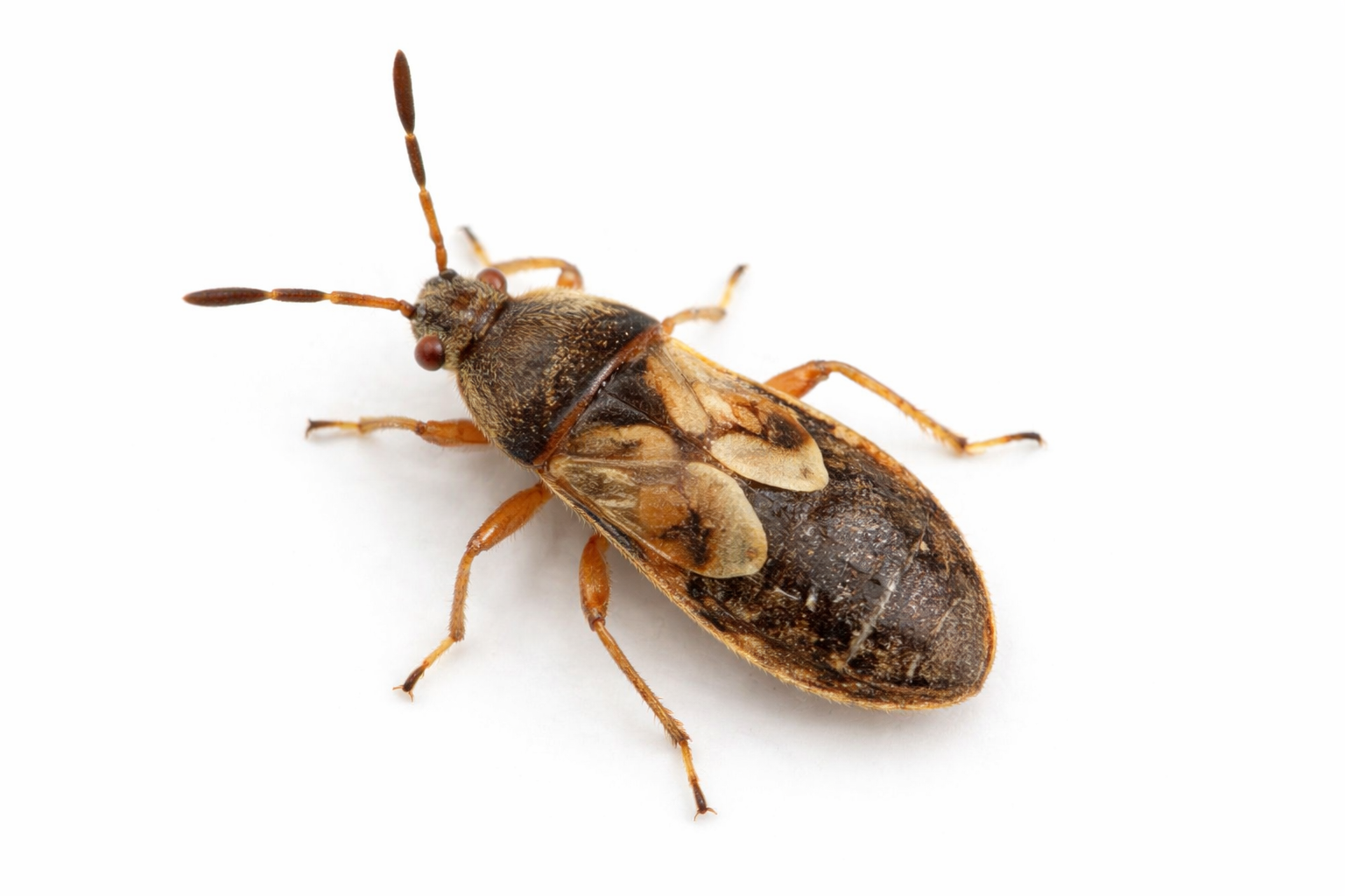 Brown and tan seed bug on a white background, with antennae and legs extended.
