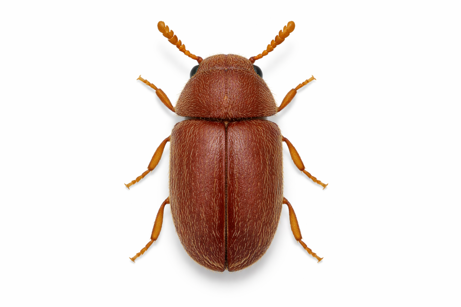 Brown, oval-shaped beetle with segmented body and legs, on a white background.