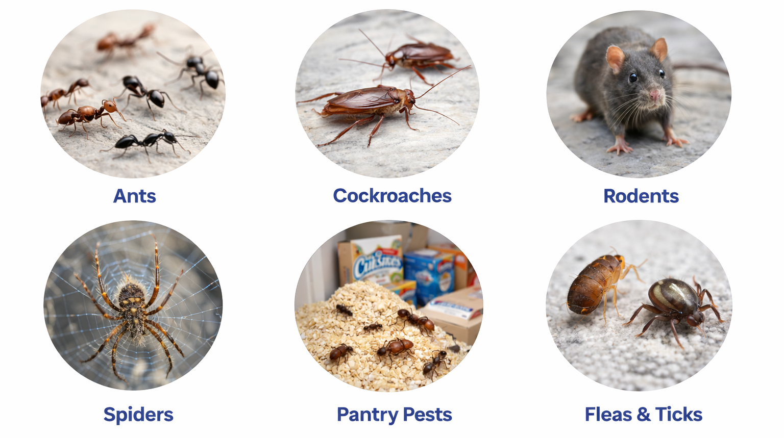 Common pests found in commercial properties including ants, cockroaches, rodents, spiders, pantry pests, and fleas and ticks.