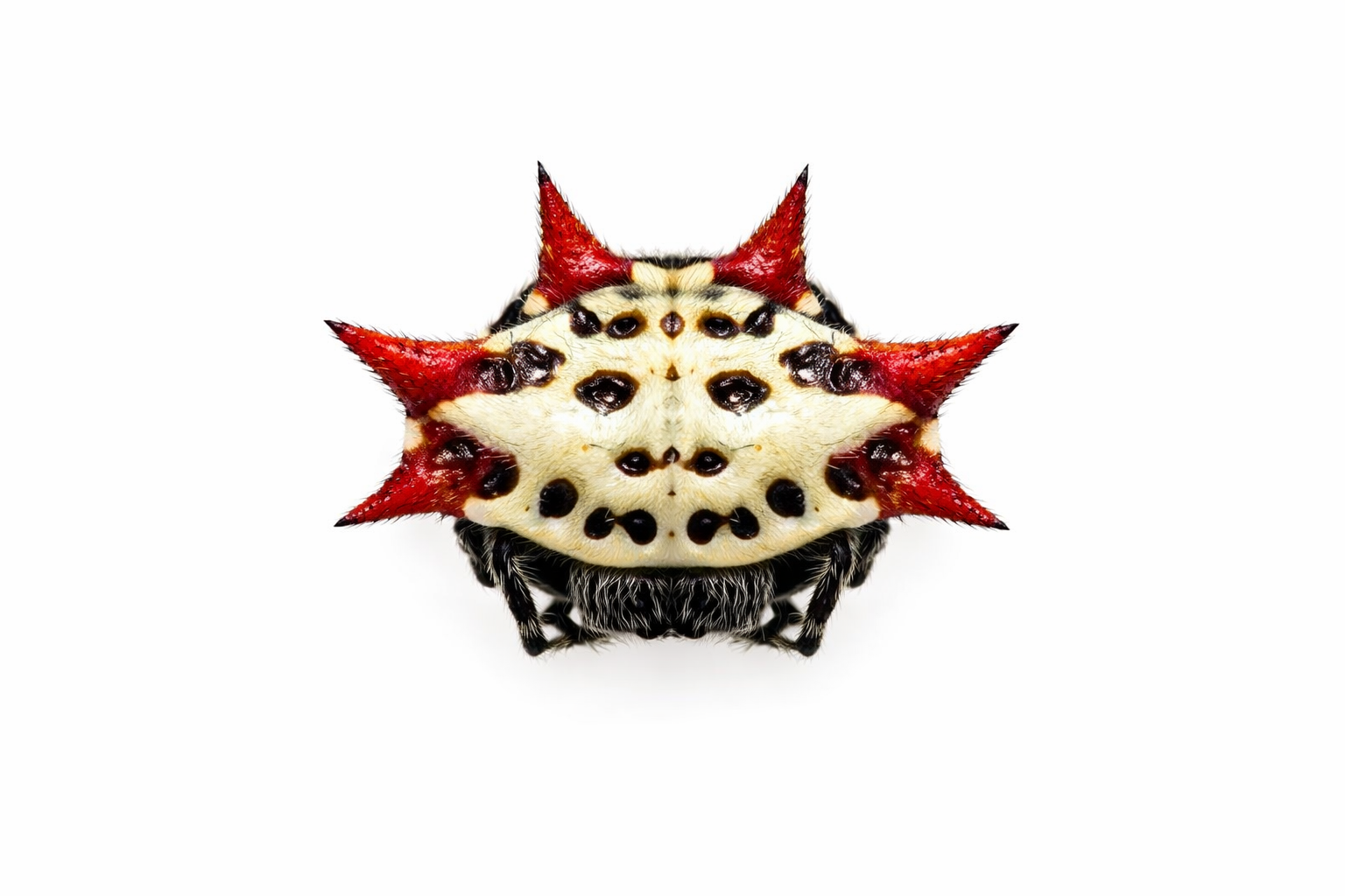 A spined orb-weaver spider with a cream-colored body, black markings, and red spines.