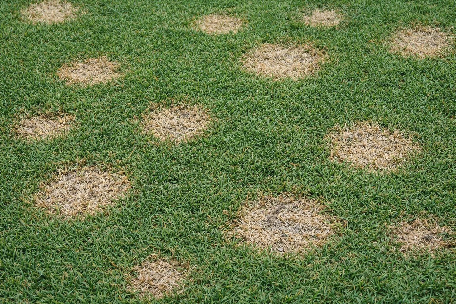 Lawn with patches of brown, dead grass scattered throughout the green blades.