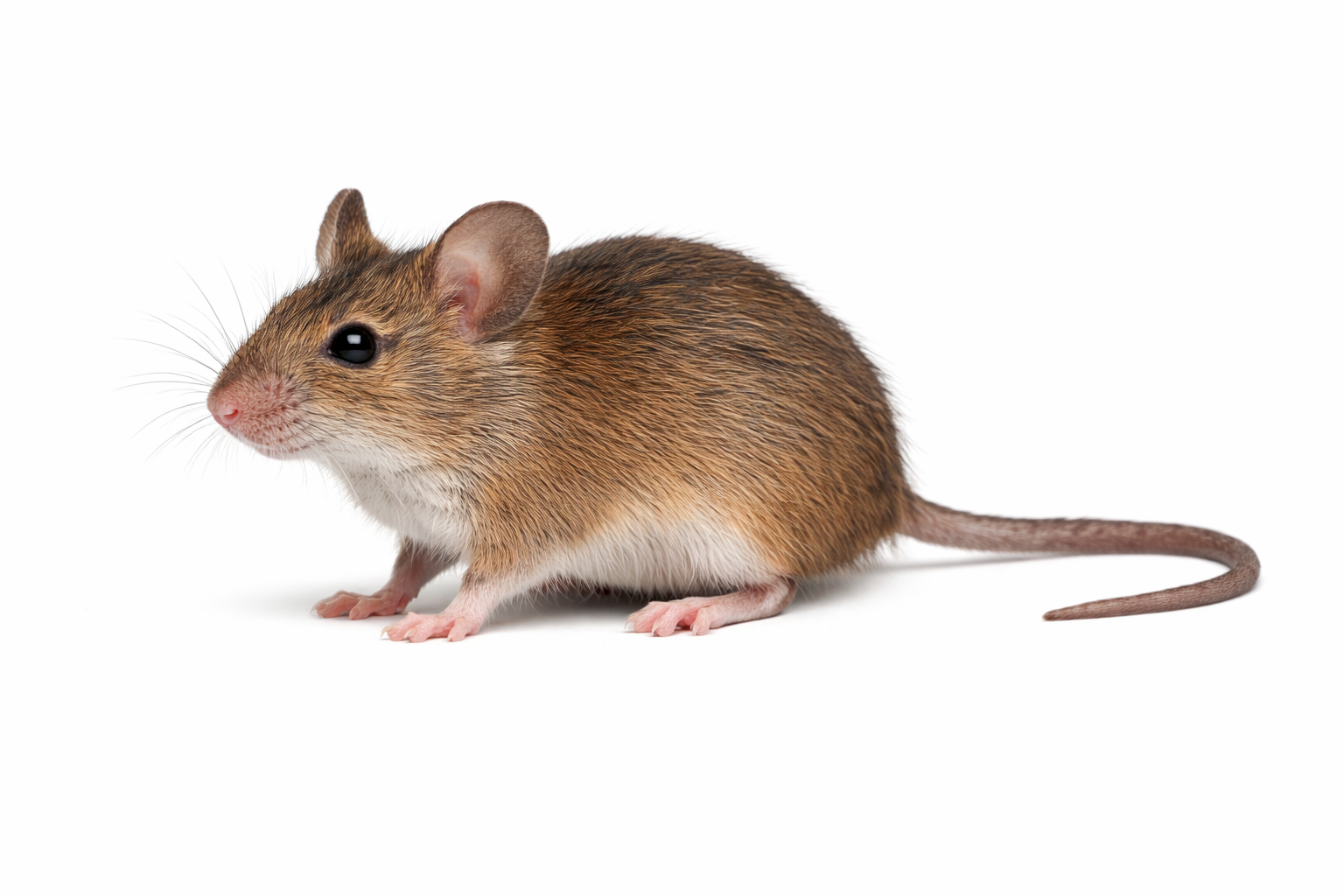 Brown mouse with large ears and long tail, standing on white surface.