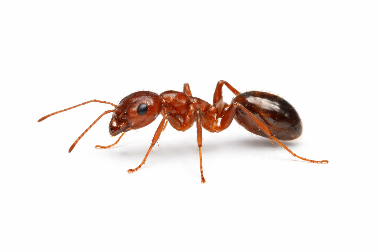 Red ant on white background.