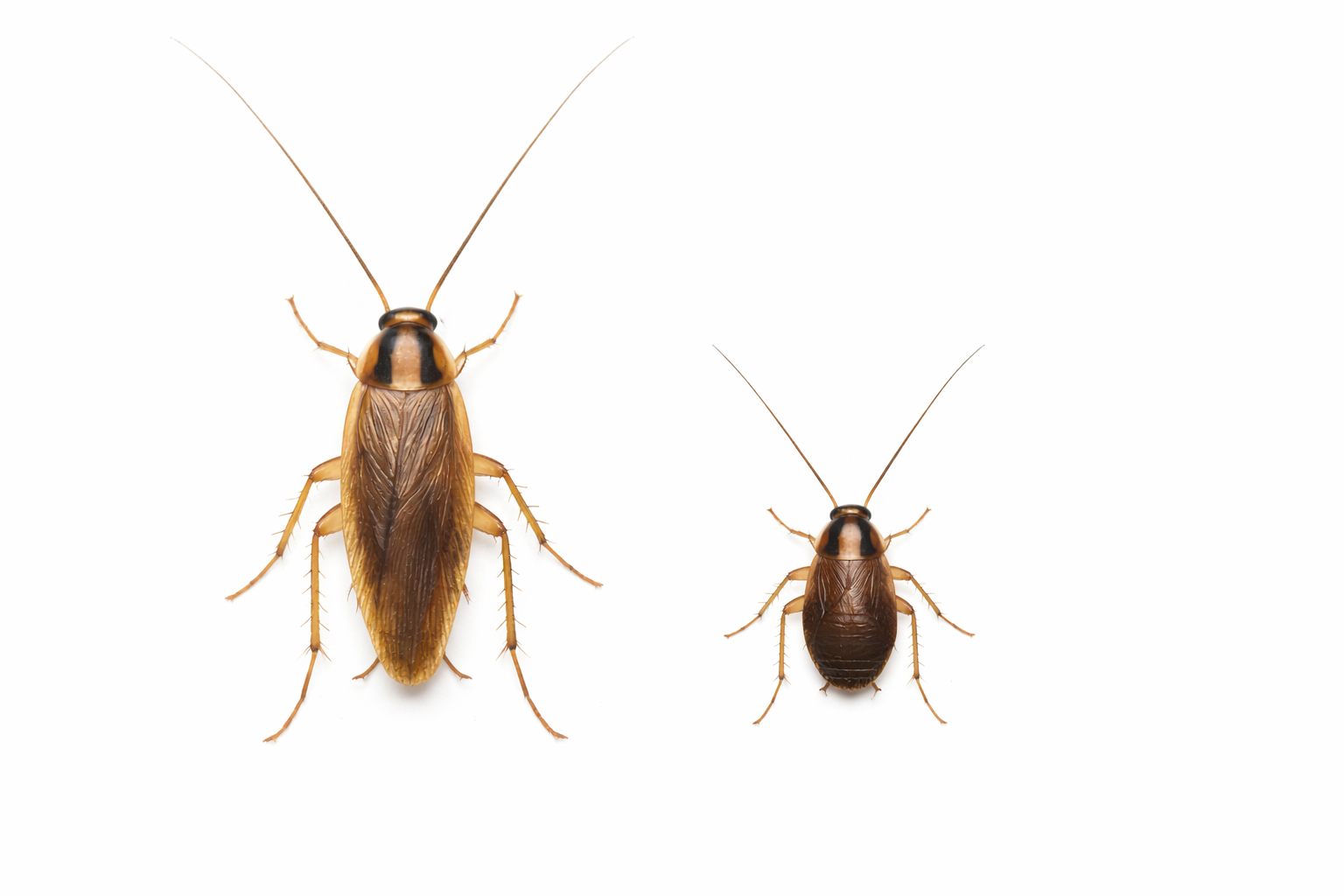 Two cockroaches, one large and one small, brown insects on a white background.
