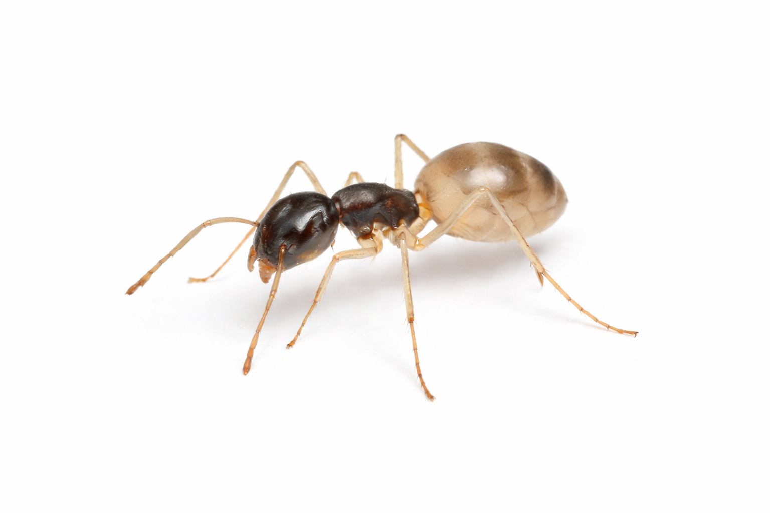 Tan and black ant on a white surface, with antennae and six legs visible.