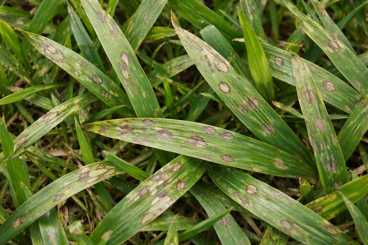 Grass blades with multiple brown, circular spots.