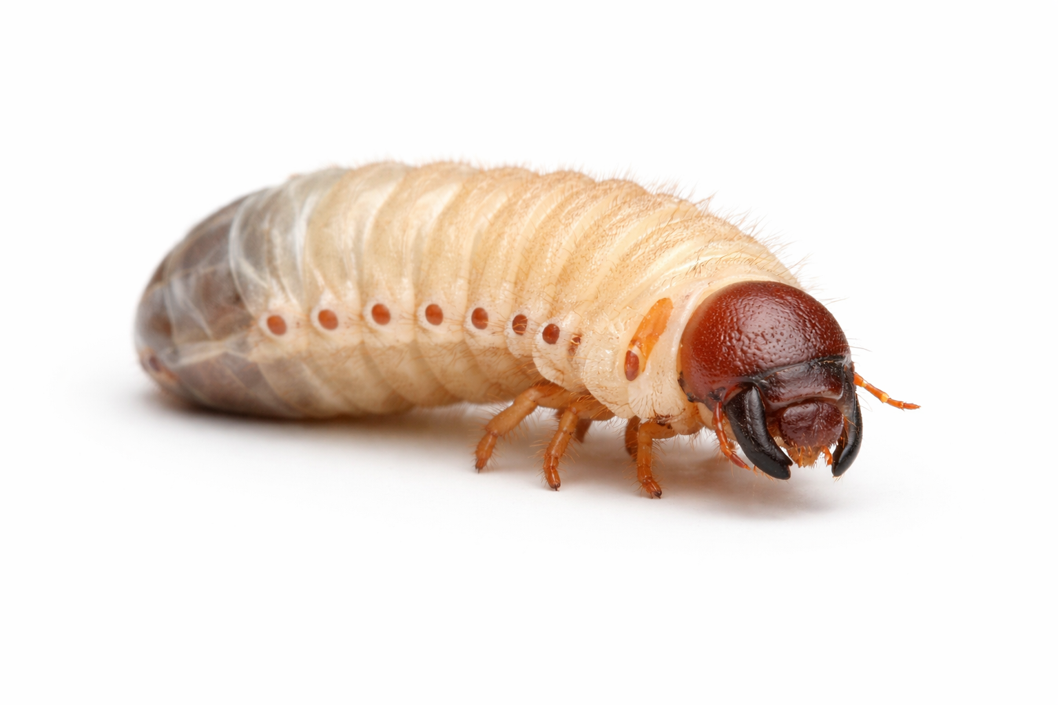 White grub with a brown head and curved jaws, isolated on white.