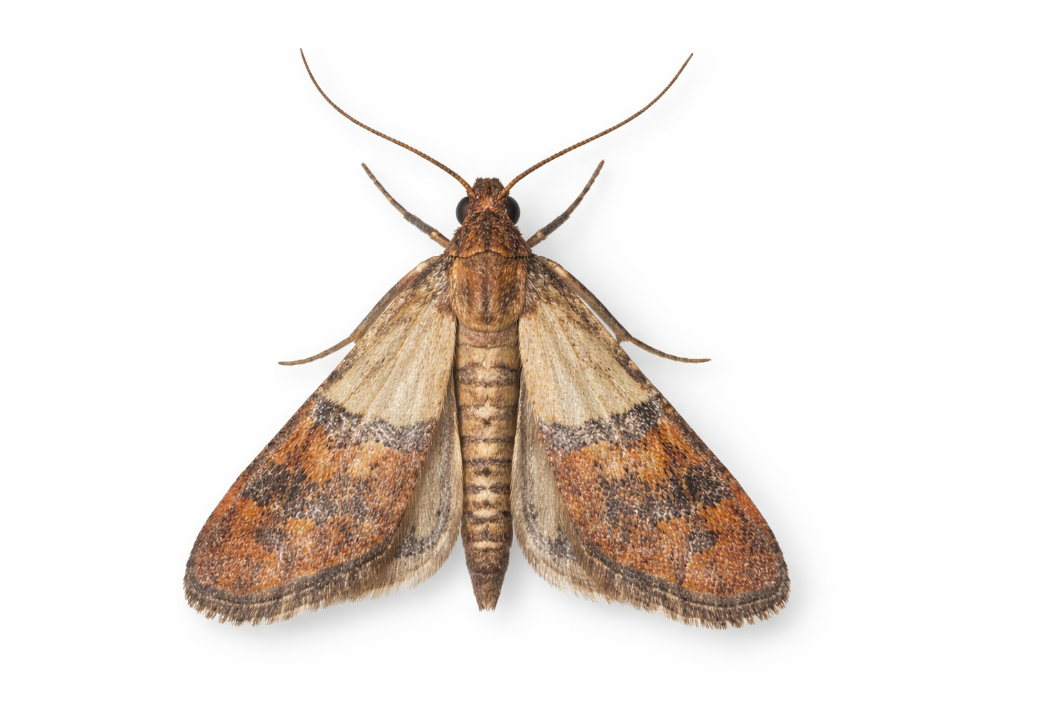 Brown moth with mottled wings on a white background.