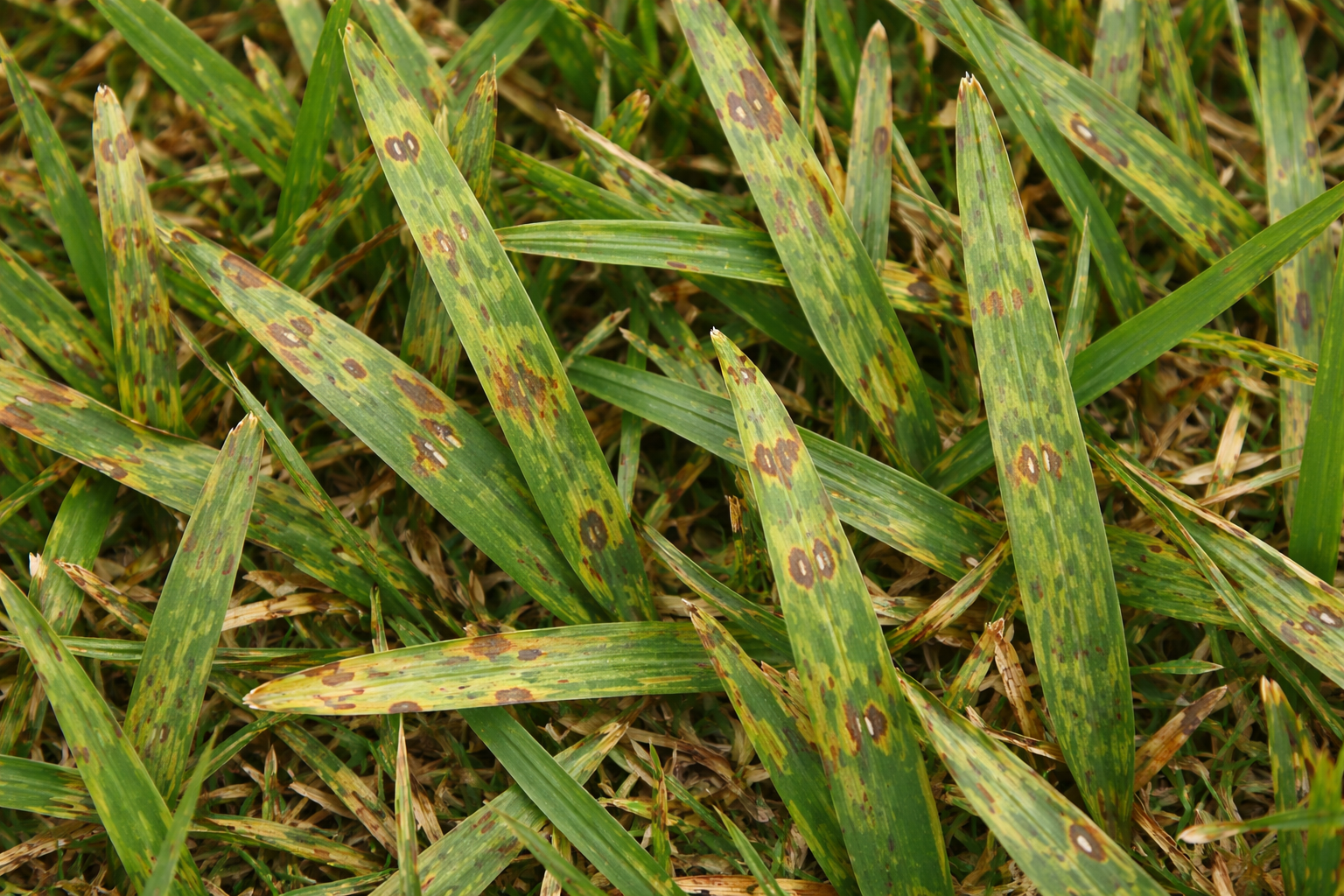 Grass blades with brown spots and lesions, likely a fungal disease.
