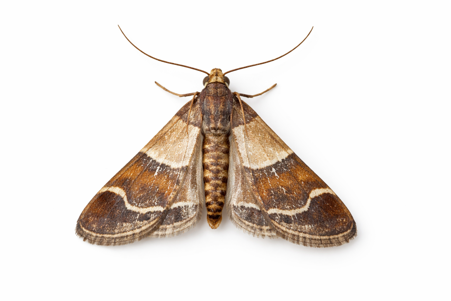 Brown moth with patterned wings, resting on a white surface.