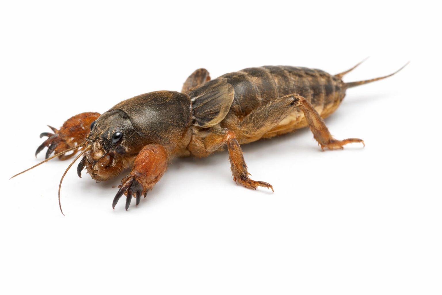 Mole cricket with large claws, brown body, and long antennae.