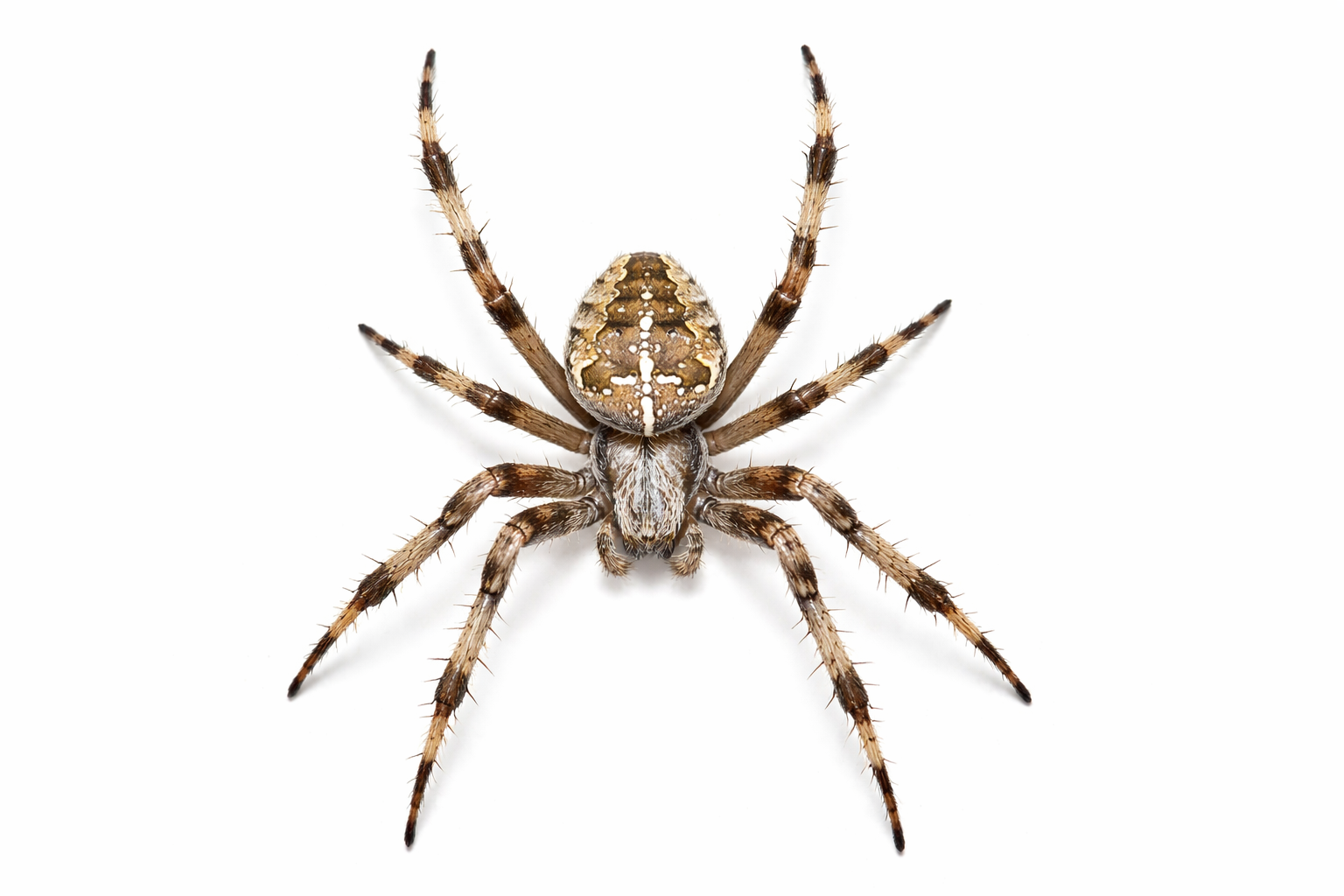 Brown and tan orb-weaver spider with patterned markings, legs outstretched, isolated on white background.
