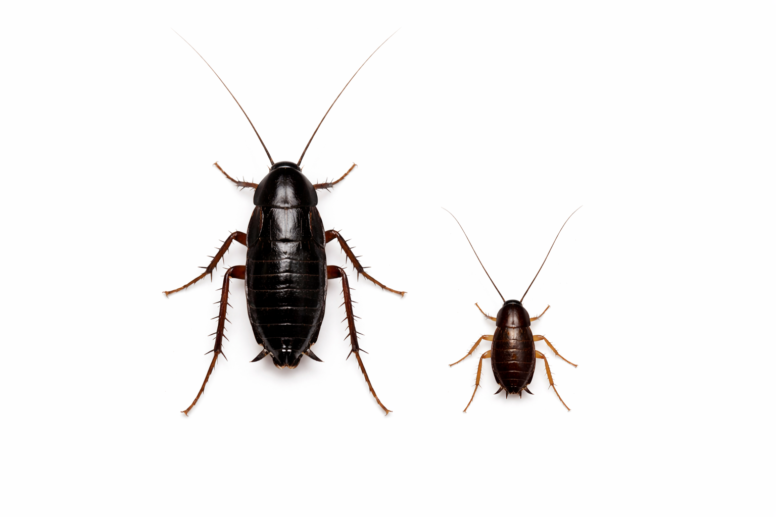 Two cockroaches: large black adult and small brown nymph, on white background.