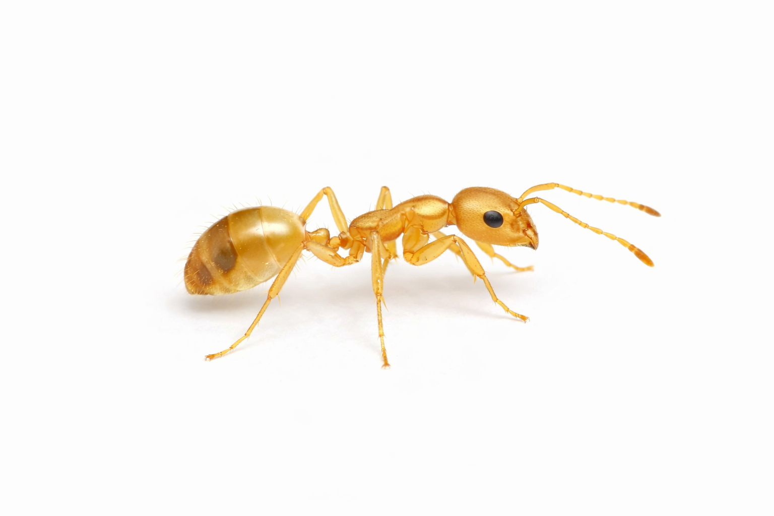Golden ant with black eyes and segmented body on white.