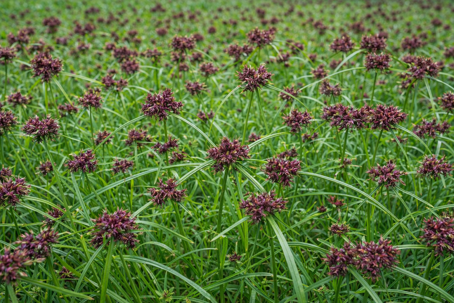 Field of green grass with many small, round, dark purple flower clusters.