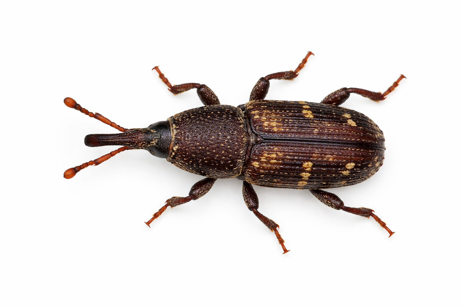Brown weevil beetle with long snout and segmented body, on white background.