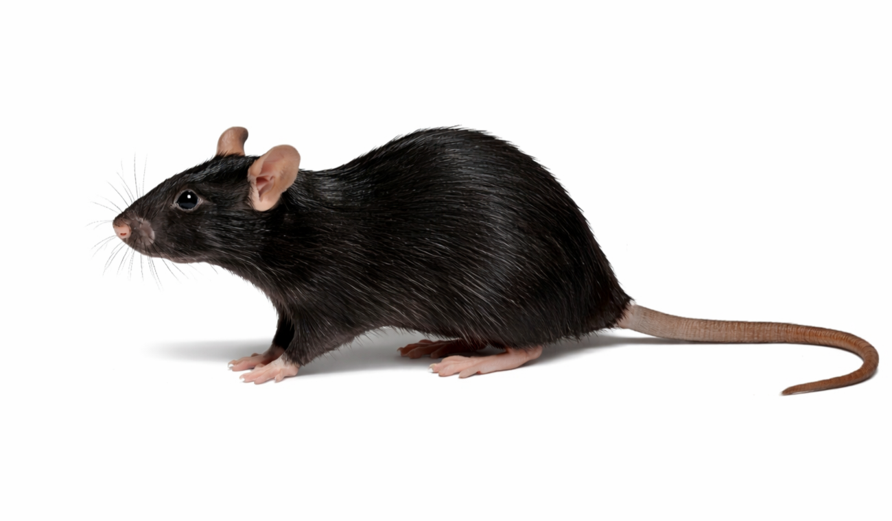 Black rat with a long tail against a white background.