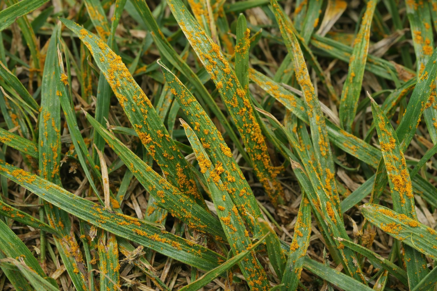 Grass blades covered in orange rust spots.