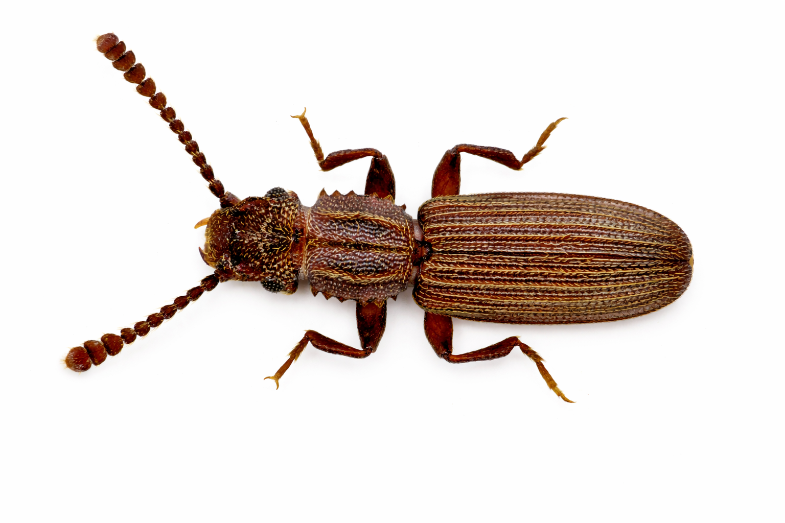 Brown beetle with segmented antennae and body on white.