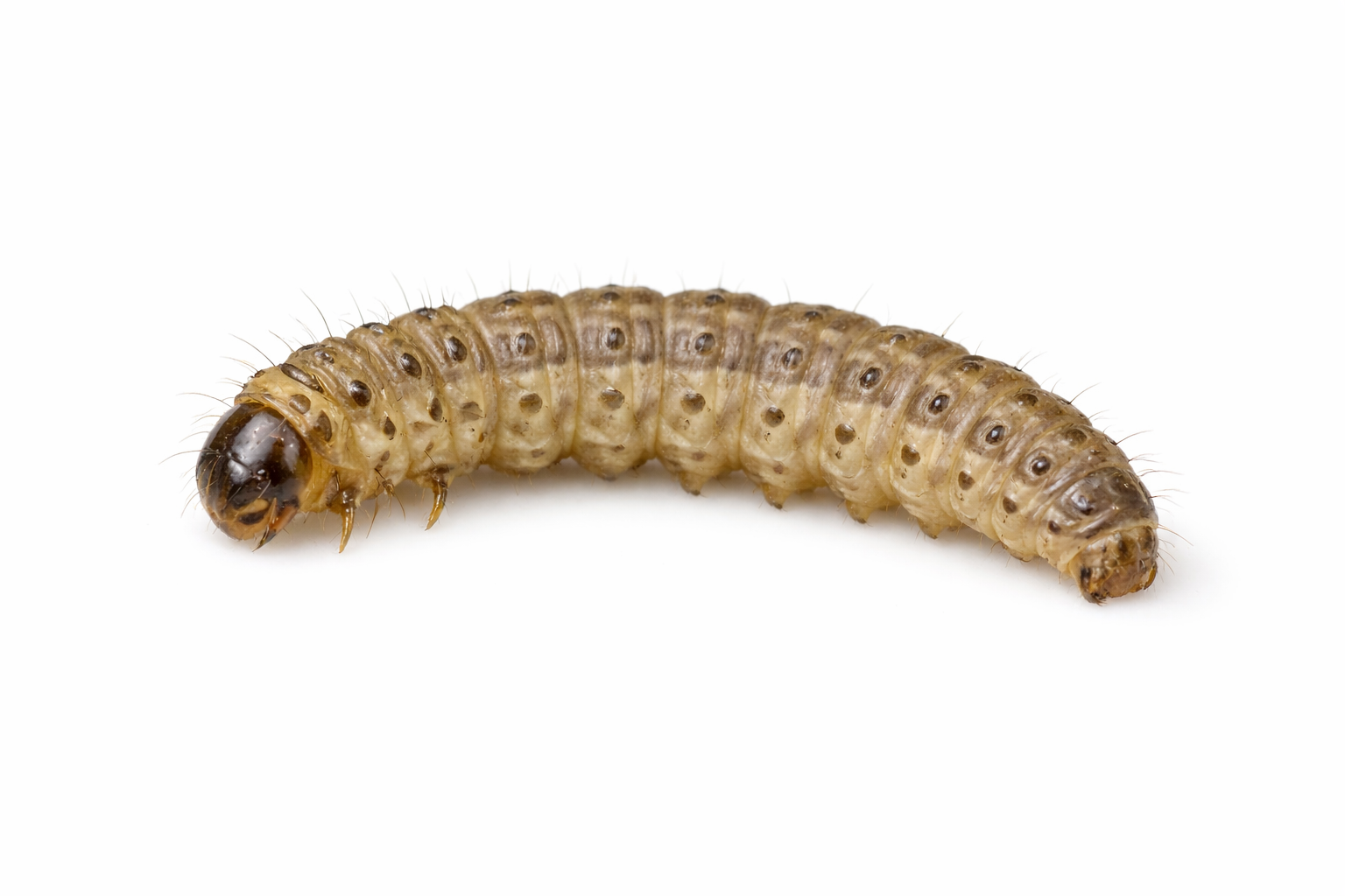 Tan caterpillar with brown head on white background.