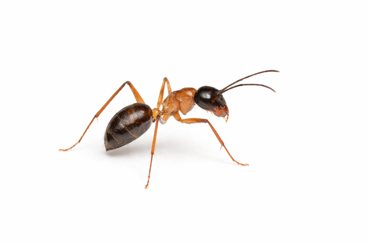 Ant with orange and black body, standing against a white background.