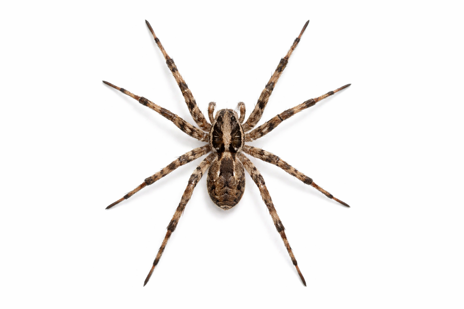 Brown wolf spider on white background, legs outstretched.
