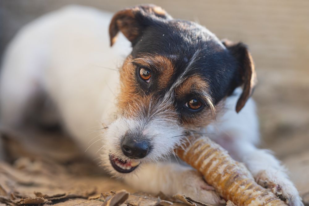 Dog Chewing On Bone — Buy Bones & Pet Treats in Currajong, QLD