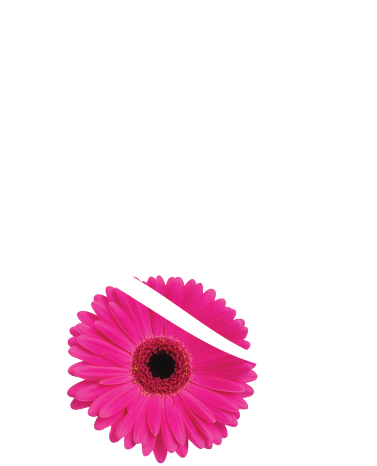 a pink flower with a white L45