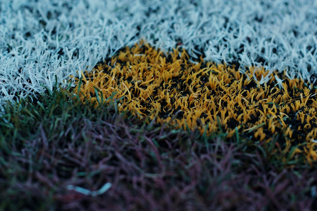 Different Turf Grass Colors