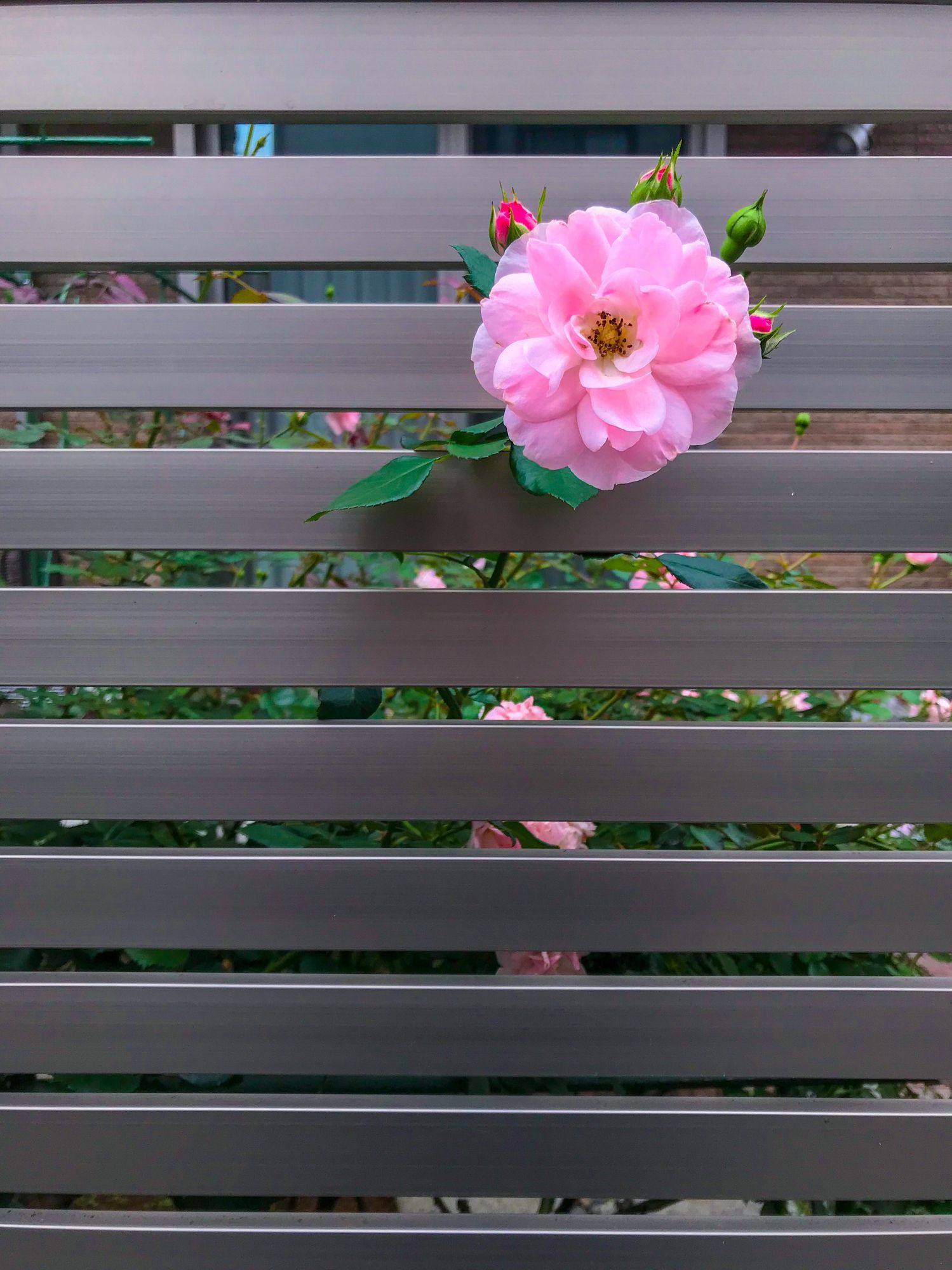 A pink flower is growing on a metal fence.