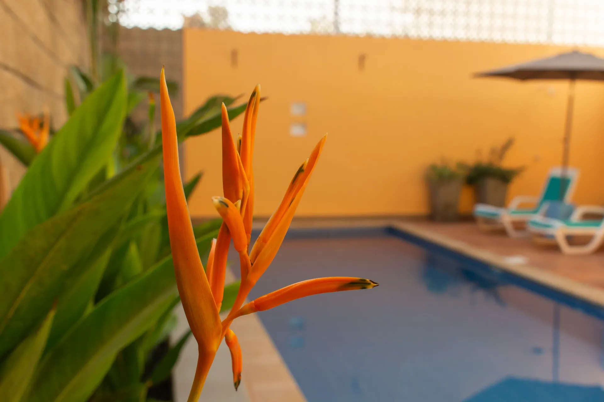 A close up of a flower in front of a swimming pool