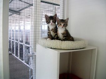 two cats in family unit at The Cattery