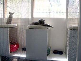 cat in a single unit at The Cattery