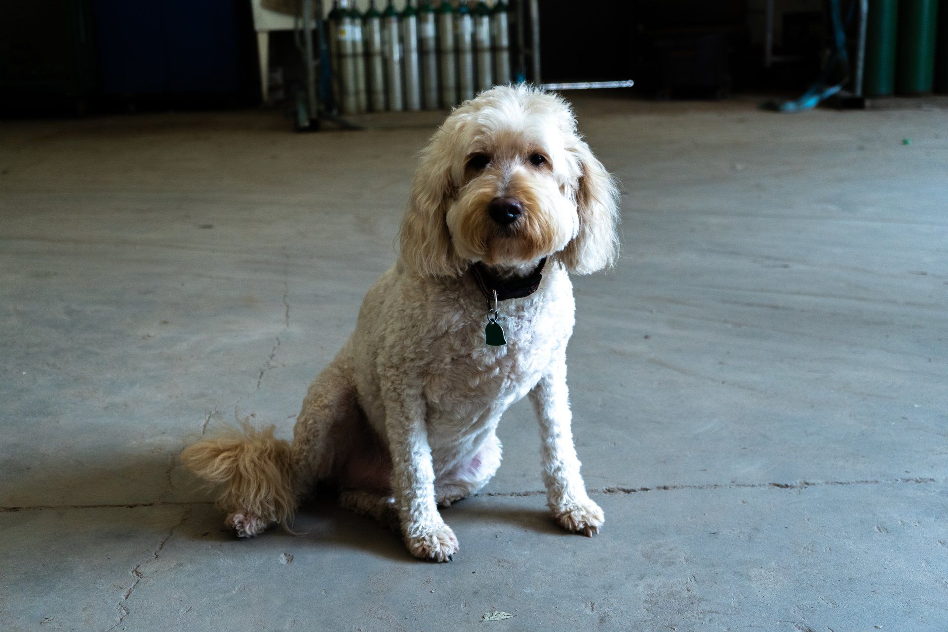 MAC Gas - Dog - Drake -Office Mascot