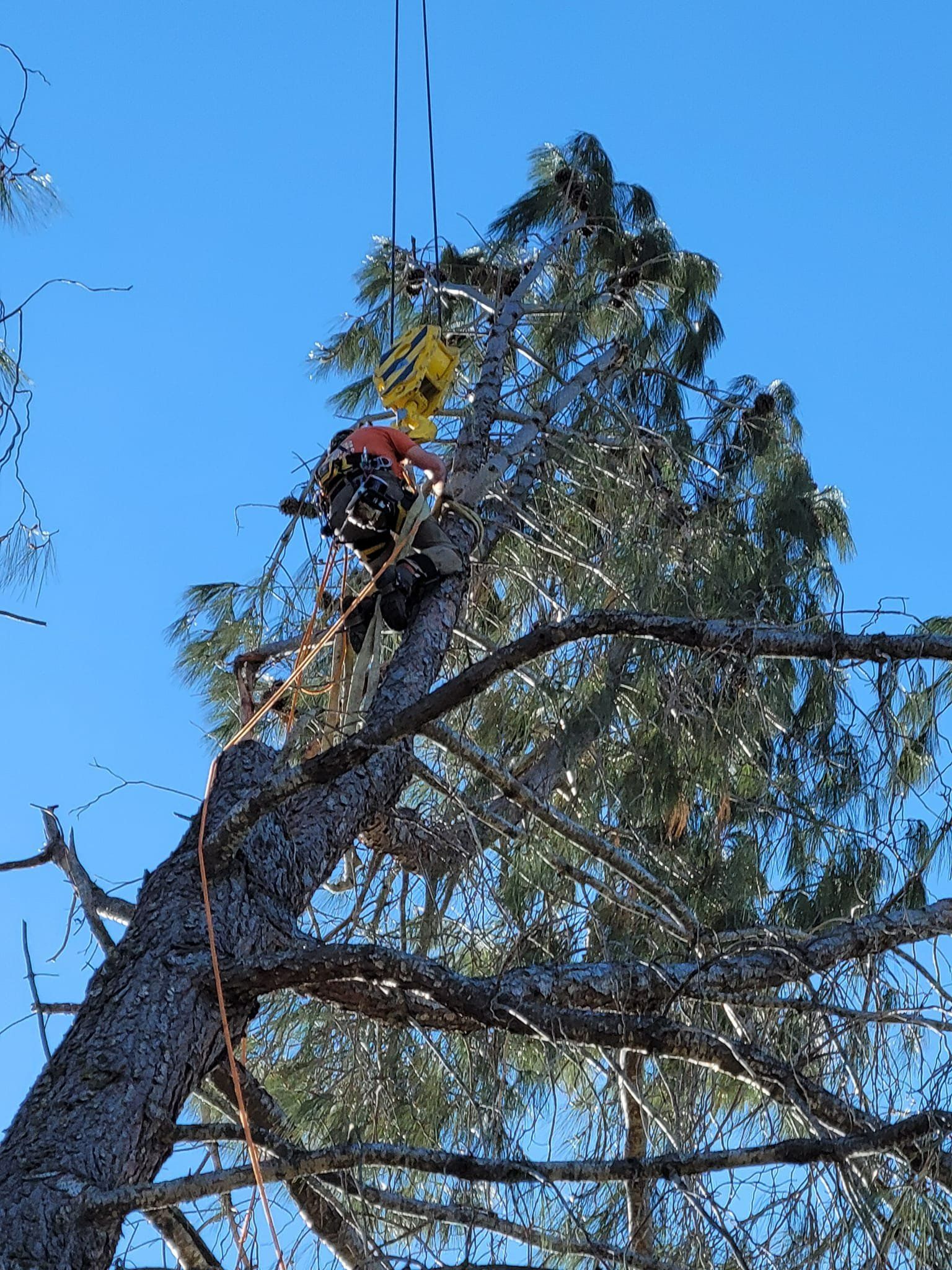 Arborist cutting tree, secured with ropes and harness, bright blue sky background.
