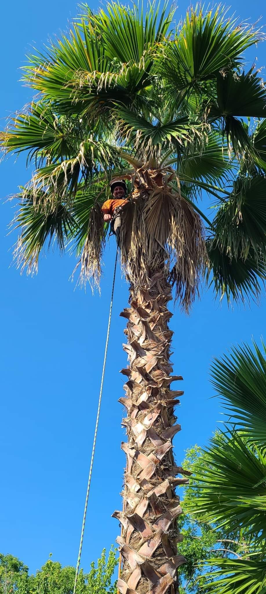 A person pruning a tall palm tree against a bright blue sky. A rope hangs down.