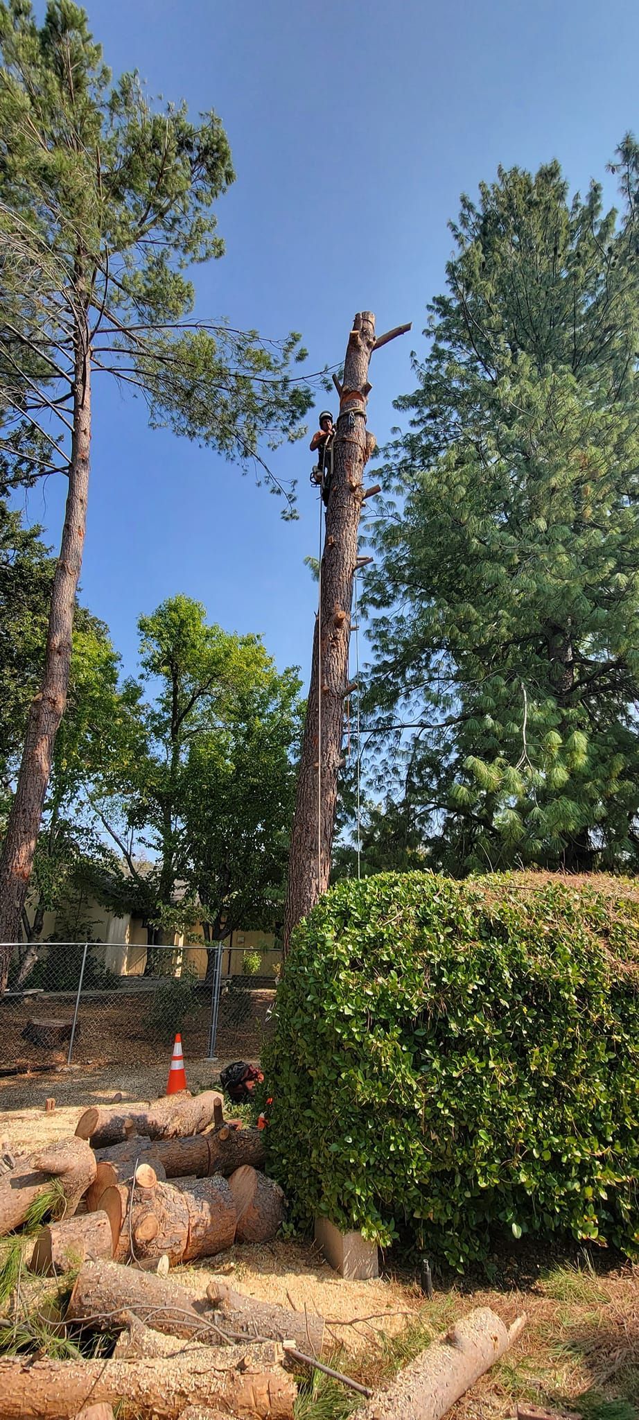 A tall, partially trimmed tree stands amid other trees and a green bush under a clear blue sky.