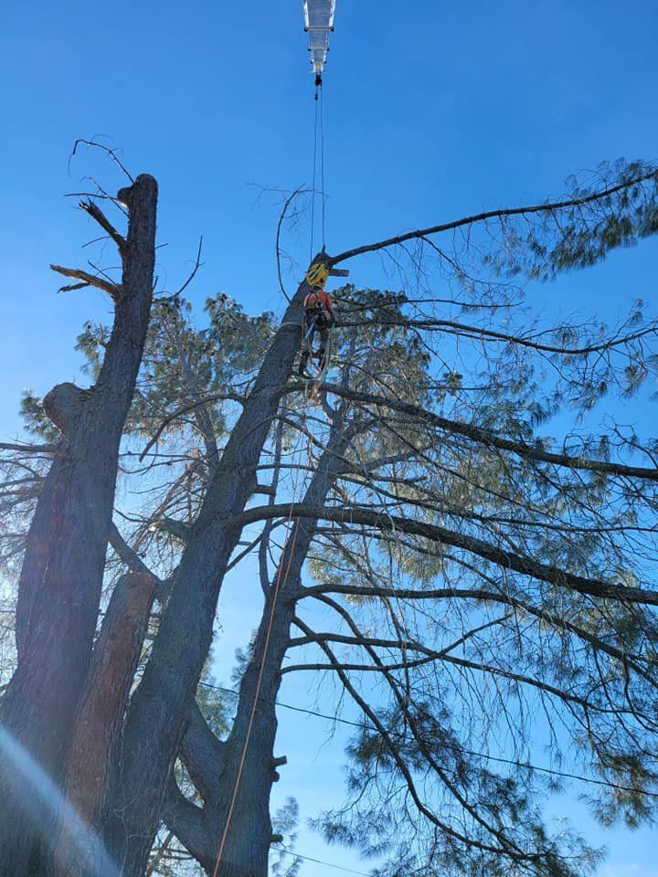 Tree worker in orange safety gear cutting tree branch with a saw.