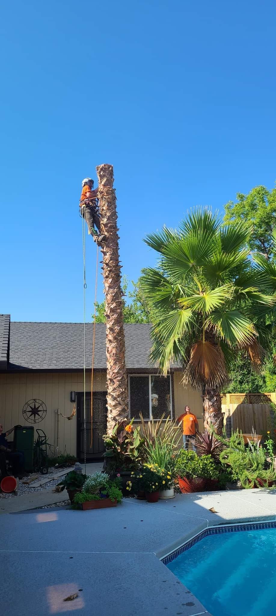 A person wearing safety gear on a tall palm tree, cutting it down. There is a house, plants, and a pool.