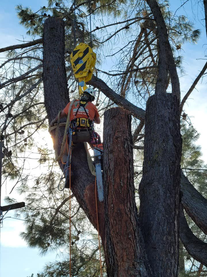 Arborist cutting a tall tree trunk with a chainsaw while suspended, yellow crane overhead.