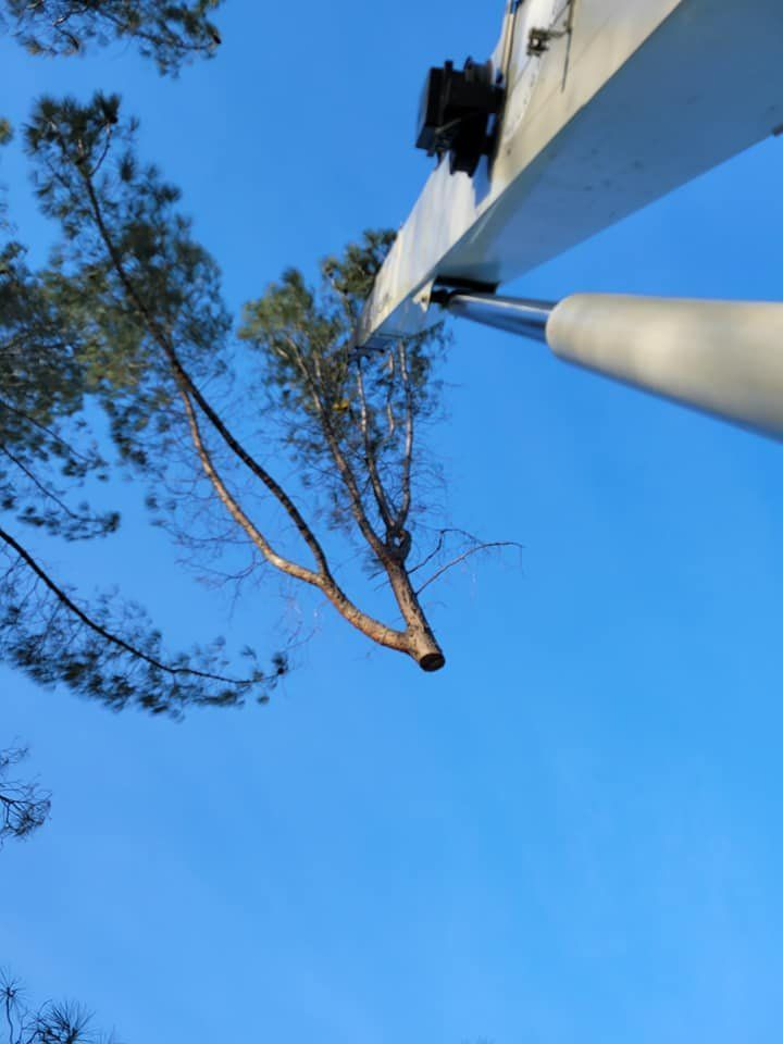 A tree being pruned by a hydraulic lift against a blue sky.